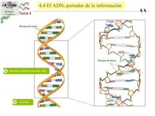 Parejas de bases 
Parejas de bases 
VOLVER A ESTRUCTURA DEL ADN 
VOLVER 
4.4 El ADN, portador de la información 
 