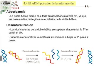 4.4 El ADN, portador de la información 
- La doble hélice pierde casi toda su absorbancia a 260 nm, ya que 
las bases están protegidas en el interior de la doble hélice. 
Desnaturalización 
- Las dos cadenas de la doble hélice se separan al aumentar la Tª o 
variar el pH. 
-Podemos renaturalizar la molécula si volvemos a bajar la Tª poco a 
poco. 
Desnaturalización Renaturalización 
100 oC/5 min 
(NaOH) 0,1 M 
65 oC, 12 h 
Absorbancia 
 
