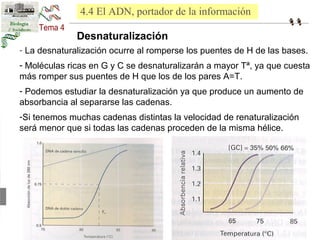 4.4 El ADN, portador de la información 
Desnaturalización 
- La desnaturalización ocurre al romperse los puentes de H de las bases. 
- Moléculas ricas en G y C se desnaturalizarán a mayor Tª, ya que cuesta 
más romper sus puentes de H que los de los pares A=T. 
- Podemos estudiar la desnaturalización ya que produce un aumento de 
absorbancia al separarse las cadenas. 
-Si tenemos muchas cadenas distintas la velocidad de renaturalización 
será menor que si todas las cadenas proceden de la misma hélice. 
 