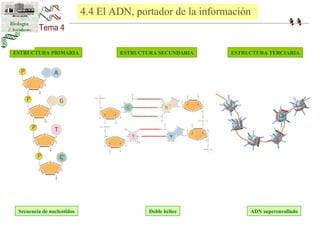 4.4 El ADN, portador de la información 
ESTRUCTURA PRIMARIA ESTRUCTURA SECUNDARIA ESTRUCTURA TERCIARIA 
Secuencia de nucleótidos Doble hélice ADN superenrollado 
 