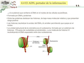 4.4 El ADN, portador de la información 
• Es la sustancia que contiene al DNA en el núcleo de las células eucarióticas. 
• Formada por DNA y proteínas 
• Entre las proteínas destacan las histonas, de baja masa molecular relativa y que presentan 
carga positiva 
• Las histonas neutralizan la acidez del DNA y lo arrollan permitiendo que quepa en el 
núcleo 
• La unidad estructural de la cromatina es el nucleosoma, formado por un octámero de 
histonas, 176 pares de nucleótidos envolviéndolo, y una molécula de histona H1 
neutralizando el DNA espaciador entre dos nucleosomas. 
 