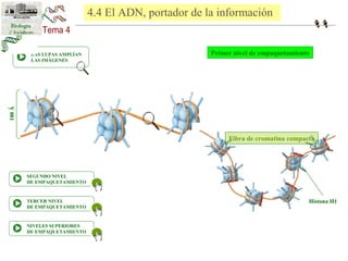Primer nivel de empaquetamiento 
Fibra de cromatina compacta 
LAS LUPAS AMPLÍAN 
LAS IMÁGENES 
SEGUNDO NIVEL 
DE EMPAQUETAMIENTO 
TERCER NIVEL 
DE EMPAQUETAMIENTO 
NIVELES SUPERIORES 
DE EMPAQUETAMIENTO 
Histona H1 
100 Ǻ 
4.4 El ADN, portador de la información 
 