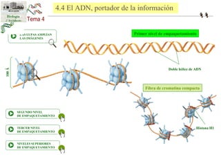 Primer nivel de empaquetamiento 
Fibra de cromatina compacta 
LAS LUPAS AMPLÍAN 
LAS IMÁGENES 
SEGUNDO NIVEL 
DE EMPAQUETAMIENTO 
TERCER NIVEL 
DE EMPAQUETAMIENTO 
NIVELES SUPERIORES 
DE EMPAQUETAMIENTO 
Doble hélice de ADN 
Histona H1 
100 Ǻ 
4.4 El ADN, portador de la información 
 