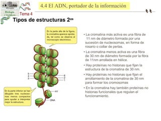 4.4 El ADN, portador de la información 
• La cromatina más activa es una fibra de 
11 nm de diámetro formada por una 
sucesión de nucleosomas, en forma de 
rosario o collar de perlas. 
• La cromatina menos activa es una fibra 
de 30 nm de diámetro formada por la fibra 
de 11nm arrollada en hélice. 
• Hay proteínas no histonas que fijan la 
estructura de la cromatina de 30 nm. 
• Hay proteínas no histonas que fijan el 
arrollamiento de la cromatina de 30 nm 
para formar los cromosomas 
• En la cromatina hay también proteínas no 
histonas funcionales que regulan el 
funcionamiento. 
Tipos de estructuras 2as 
 