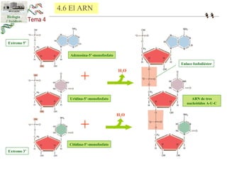 Adenosina-5’-monofosfato 
+ 
Uridina-5’-monofosfato 
+ 
Citidina-5’-monofosfato 
Enlace fosfodiéster 
Extremo 5’ 
Extremo 3’ 
ARN de tres 
nucleótidos A-U-C 
H2O 
H2O 
4.6 El ARN 
 