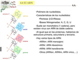 -Polímero de nucleótidos. 
-Características de los nucleótidos: 
•Pentosa: b-D-Ribosa 
•Bases Nitrogenadas: A, C, G, U 
-Suele ser monohebra (1 cadena), pero 
existen virus con ARN de doble cadena. 
-Al igual que en las proteínas, hablamos de 
estructura primaria, secundaria y terciaria. 
-Hay varios tipos de ARN: 
-ARNm: ARN mensajero 
-ARNr: ARN ribosómico 
-ARNt: ARN transferente 
-Otros (ARNsn, ARNhn, ARN vírico,…) 
4.6 El ARN 
 