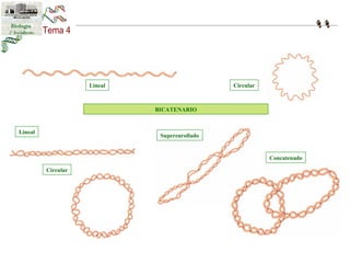 Lineal Circular 
BICATENARIO 
Lineal 
Circular 
Superenrollado 
Concatenado 
 