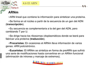 4.6 El ARN 
ARNm 
–ARN lineal que contiene la información para sintetizar una proteína. 
–Se forma en el núcleo a partir de la secuencia de un gen del ADN 
(transcripción). 
–Su secuencia es complementaria a la del gen del ADN, pero 
cambiando T por U. 
–Se dirige hacia los ribosomas citoplasmáticos donde se leerá para 
fabricar una proteína (traducción). 
–Procariotas: En ocasiones el ARNm lleva información de varios 
genes: ARN policistrónico. 
–Eucariotas: El ARNm se sintetiza en forma de preARN que sufrirá 
una serie de modificaciones hasta convertirse en un ARNm funcional 
(eliminación de intrones y marcaje de extremos). 
 
