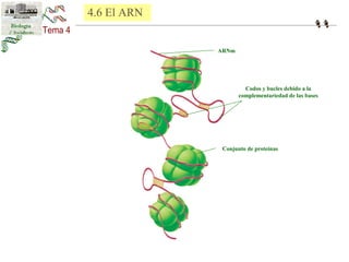 ARNm 
Codos y bucles debido a la 
complementariedad de las bases 
Conjunto de proteínas 
4.6 El ARN 
 