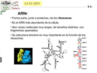 4.6 El ARN 
ARNr 
• Forma parte, junto a proteínas, de los ribosomas. 
• Es el ARN más abundante de la célula. 
• Son varias moléculas muy largas, de tamaños distintos, con 
fragmentos apareados. 
• Su estructura terciaria es muy importante en la función de los 
ribosomas. 
 