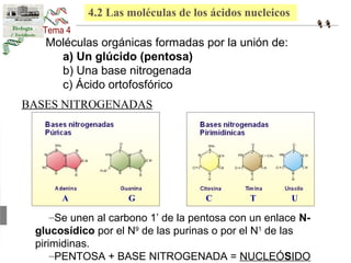 4.2 Las moléculas de los ácidos nucleicos 
Moléculas orgánicas formadas por la unión de: 
a) Un glúcido (pentosa) 
b) Una base nitrogenada 
c) Ácido ortofosfórico 
BASES NITROGENADAS 
A G C T U 
–Se unen al carbono 1’ de la pentosa con un enlace N-glucosídico 
por el N9 de las purinas o por el N1 de las 
pirimidinas. 
–PENTOSA + BASE NITROGENADA = NUCLEÓSIDO 
 