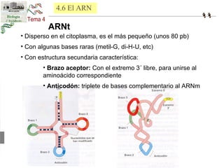4.6 El ARN 
ARNt 
• Disperso en el citoplasma, es el más pequeño (unos 80 pb) 
• Con algunas bases raras (metil-G, di-H-U, etc) 
• Con estructura secundaria característica: 
• Brazo aceptor: Con el extremo 3´ libre, para unirse al 
aminoácido correspondiente 
• Anticodón: triplete de bases complementario al ARNm 
 