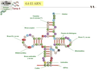 Guanina 
(en el extremo 5’) 
Brazo aceptor 
Puentes de hidrógeno 
Brazo D y su asa Brazo T y su asa 
Anticodón 
Codón 
Ribotimidina 
Alanina 
Dihidrouridina 
Brazo anticodón 
y su asa 
ARNm 
4.6 El ARN 
 