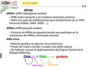 4.6 El ARN 
otros 
ARNhn (ARN heterogéneo nuclear) 
• ARN recién transcrito y sin modificar (transcrito primario). 
• Sufre una serie de modificaciones para transformarse en un ARN 
funcional (ARNm, ARNr, ARNt,…). 
ARNsn (ARN pequeño nuclear) 
• Conjunto de ARNs de pequeño tamaño que participan en la 
maduración del ARNm, eliminando intrones. 
ARN vírico 
• Material genético de algunos virus (retrovirus). 
• Puede ser líneal o circular y simple o de doble cadena. 
• Su hallazgo supuso el replanteamiento del Dogma Central de la 
Biología Molecular. 
 