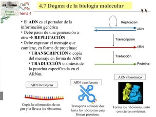 4.7 Dogma de la biología molecular 
• El ADN es el portador de la 
información genética 
• Debe pasar de una generación a 
otra  REPLICACIÓN 
• Debe expresar el mensaje que 
contiene, en forma de proteínas: 
• TRANSCRIPCIÓN o copia 
del mensaje en forma de ARN 
• TRADUCCIÓN o síntesis de 
la proteína especificada en el 
ARNm. 
Transporta aminoácidos 
hasta los ribosomas para 
formar proteínas. 
Forma los ribosomas junto 
con ciertas proteínas. 
ARN mensajero 
ARN transferente 
ARN ribosómico 
Copia la información de un 
gen y la lleva a los ribosomas. 
 