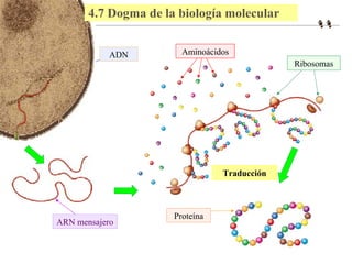 Transcripción 
4.7 Dogma de la biología molecular 
ADN Aminoácidos 
ARN mensajero 
Ribosomas 
Proteína 
Traducción 
 