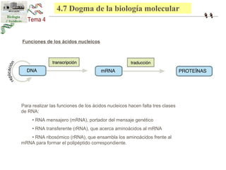 44..67 EDl oAgRmNa de la biología molecular 
Funciones de los ácidos nucleicos 
Para realizar las funciones de los ácidos nucleicos hacen falta tres clases 
de RNA: 
• RNA mensajero (mRNA), portador del mensaje genético 
• RNA transferente (rRNA), que acerca aminoácidos al mRNA 
• RNA ribosómico (rRNA), que ensambla los aminoácidos frente al 
mRNA para formar el polipéptido correspondiente. 
