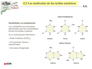 4.2 Las moléculas de los ácidos nucleicos 
Nucleótidos: su composición 
Los nucleótidos son las piezas 
elementales que han ensamblarse 
forman los ácidos nucleicos. 
En su composición intervienen: 
• Ácido Fosfórico (H3PO4) 
• Una pentosa: ribosa o 
desoxirribosa 
• Una base nitrogenada 
 