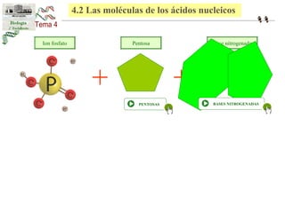 4.2 Las moléculas de los ácidos nucleicos 
Ion fosfato Pentosa Base nitrogenada 
+ + 
PENTOSAS BASES NITROGENADAS 
 