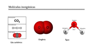 Moléculas inorgânicas
O O
Gás carbônico
Oxigênio Água
 
