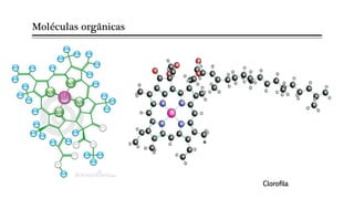 Moléculas orgânicas
Clorofila
 