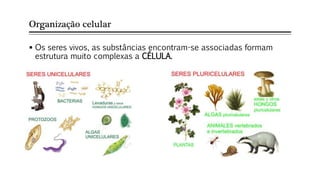Organização celular
 Os seres vivos, as substâncias encontram-se associadas formam
estrutura muito complexas a CÉLULA.
 