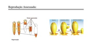 Reprodução Assexuada:
 