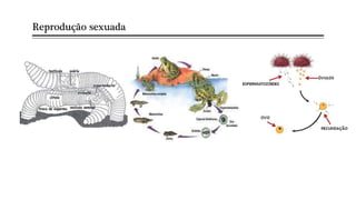 Reprodução sexuada
 