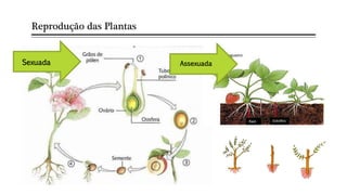 Reprodução das Plantas
Sexuada
Sexuada Assexuada
 