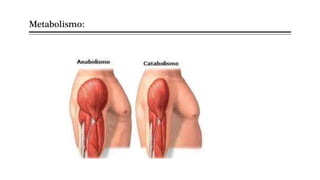 Metabolismo:
 