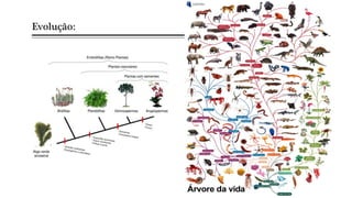 Evolução:
 