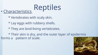 Rubbery Shell Comprehensive Overview of Vertebrates and Their Characteristics | PPTX