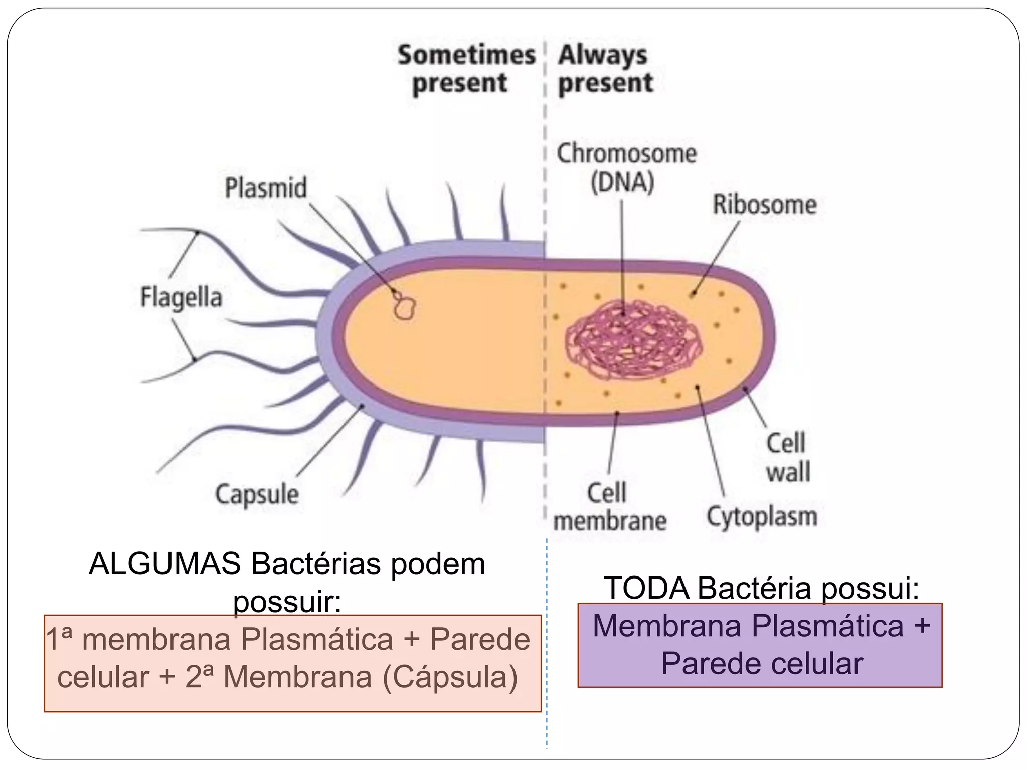 TODA Bactéria possui:
Membrana Plasmática +
Parede celular
ALGUMAS Bactérias podem
possuir:
1ª membrana Plasmática + Parede
celular + 2ª Membrana (Cápsula)
 