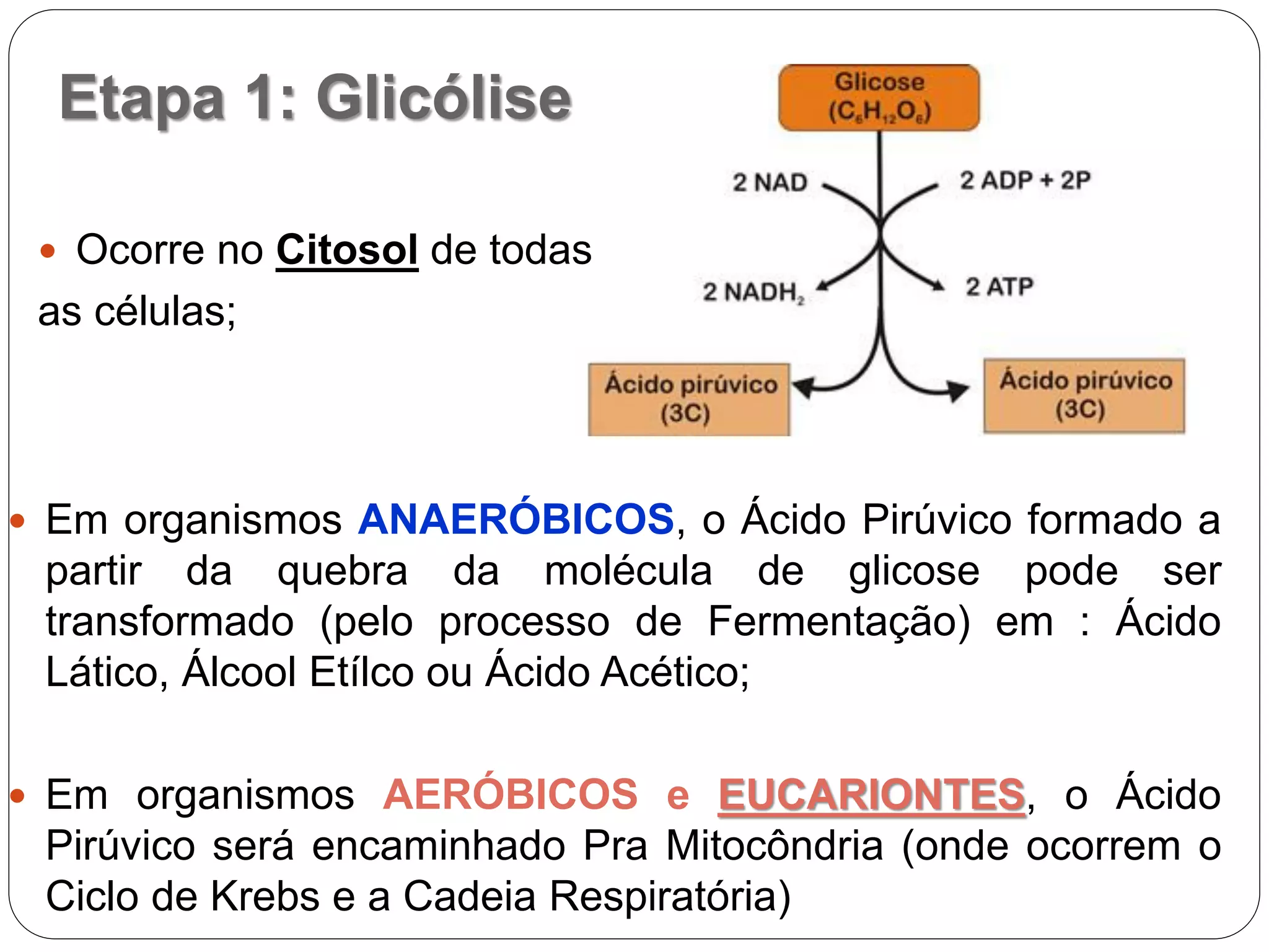 Etapa 1: Glicólise
 Ocorre no Citosol de todas
as células;
 Em organismos ANAERÓBICOS, o Ácido Pirúvico formado a
partir da quebra da molécula de glicose pode ser
transformado (pelo processo de Fermentação) em : Ácido
Lático, Álcool Etílco ou Ácido Acético;
 Em organismos AERÓBICOS e EUCARIONTES, o Ácido
Pirúvico será encaminhado Pra Mitocôndria (onde ocorrem o
Ciclo de Krebs e a Cadeia Respiratória)
 