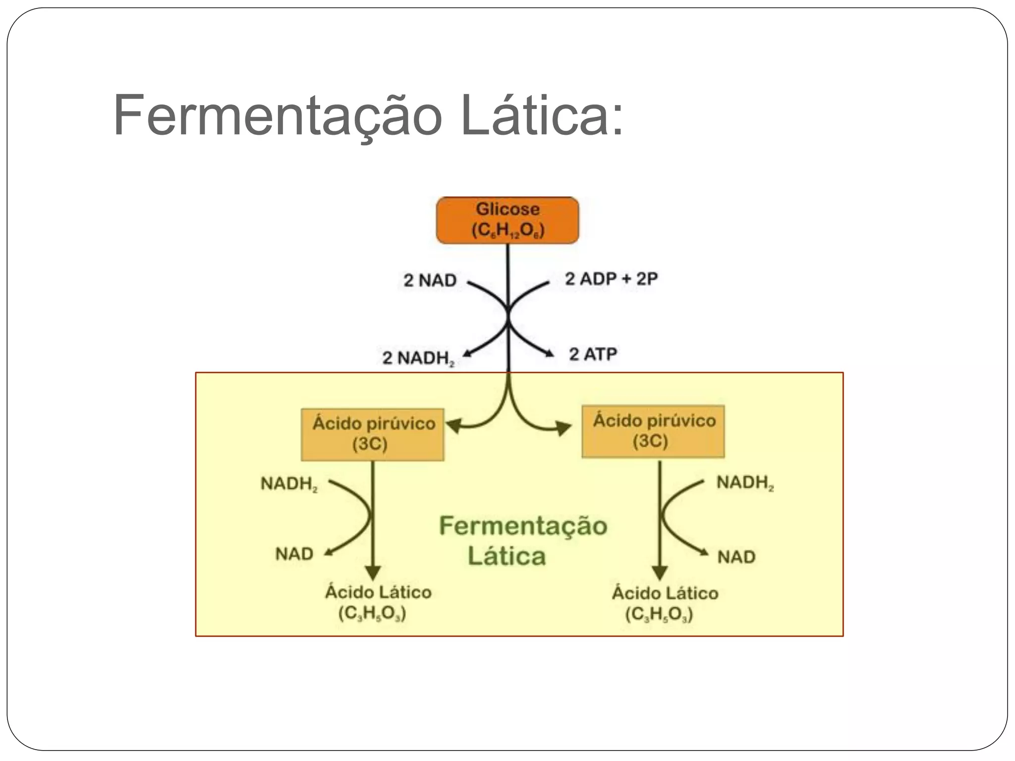 Fermentação Lática:
 