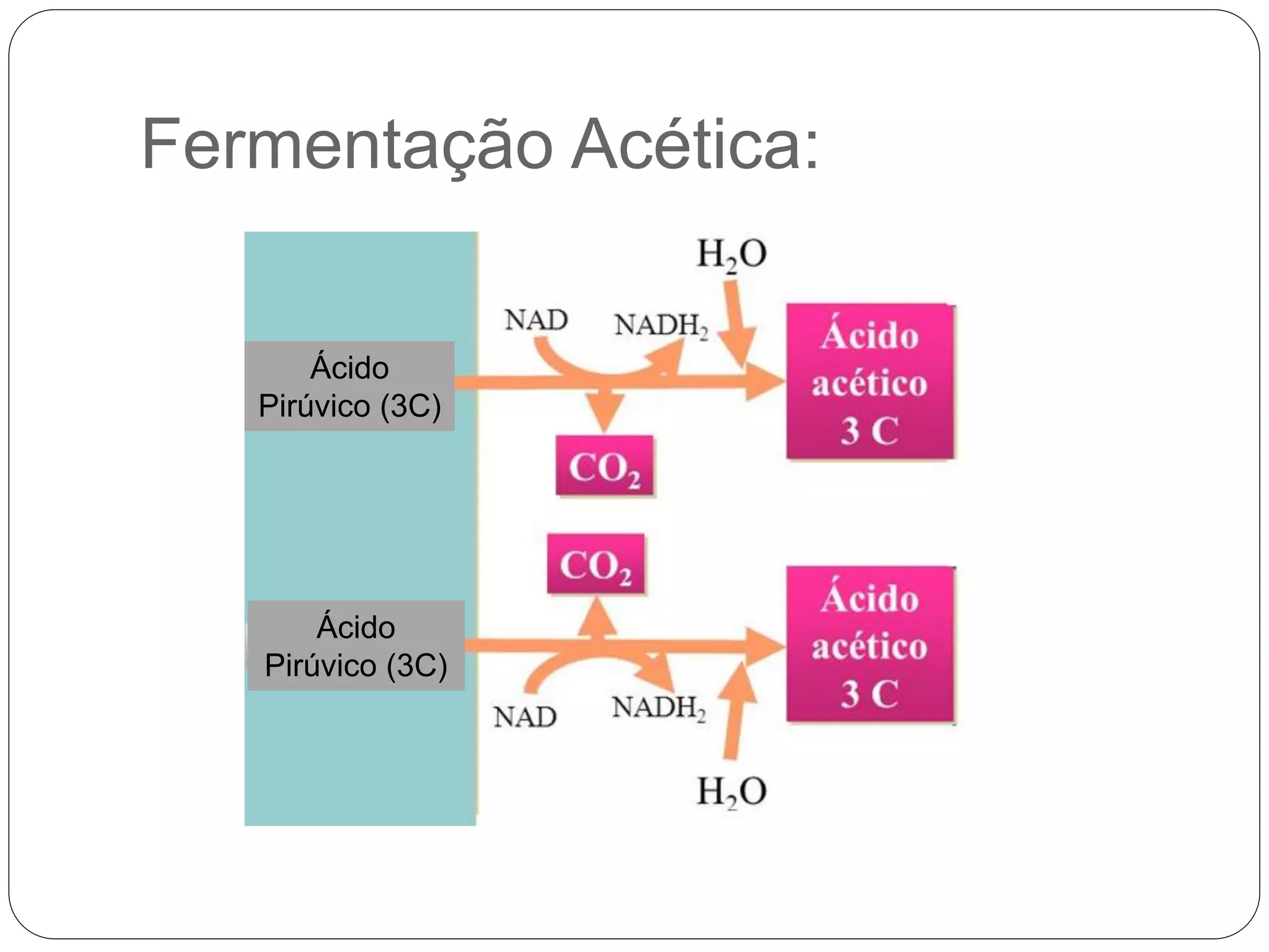 Fermentação Acética:
Ácido
Pirúvico (3C)
Ácido
Pirúvico (3C)
 