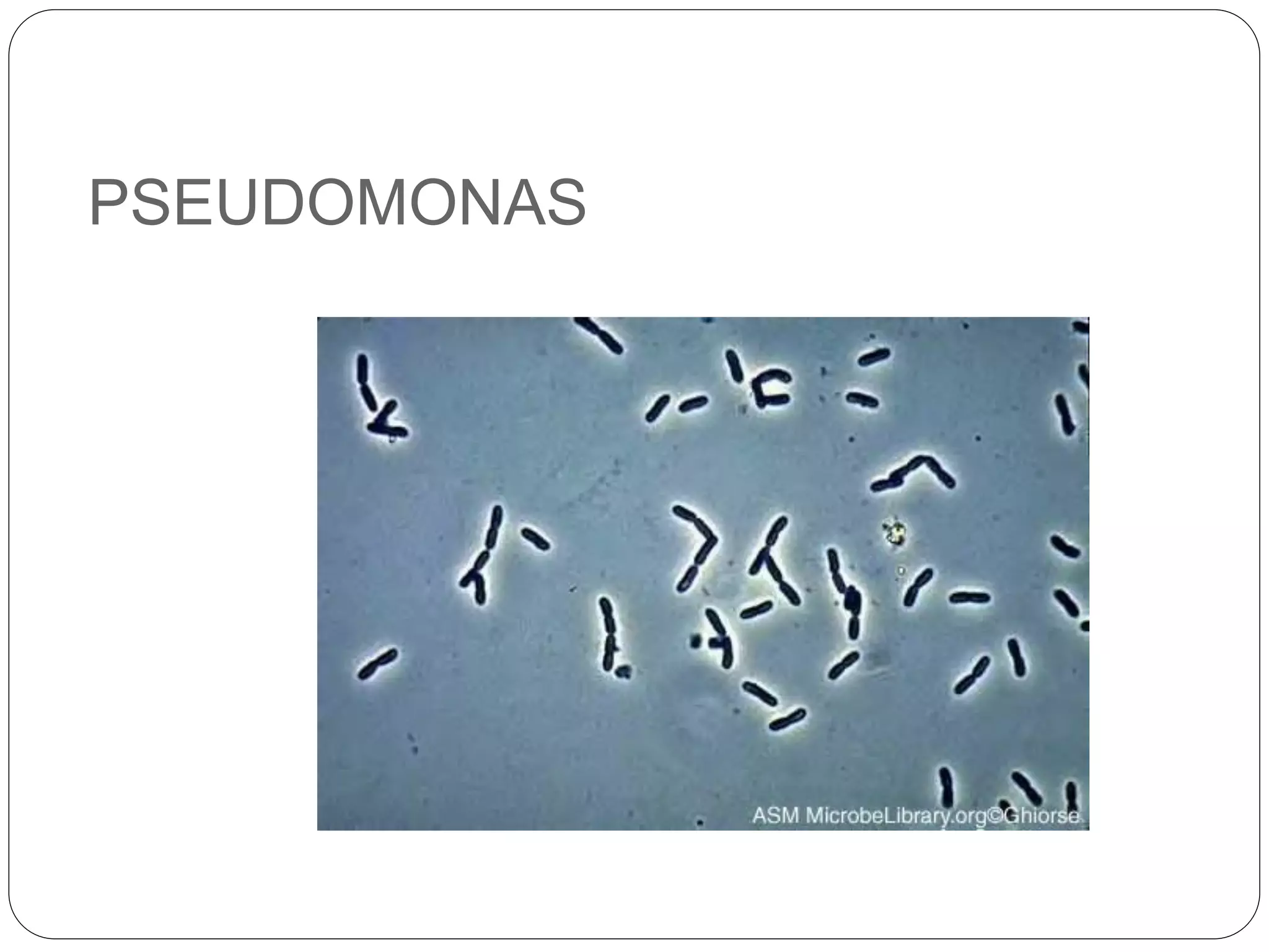 PSEUDOMONAS
 