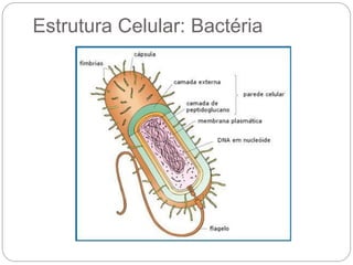 Estrutura Celular: Bactéria
 