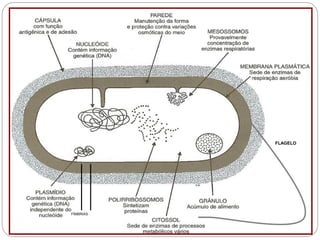 FÍMBRIAS
FLAGELO
 