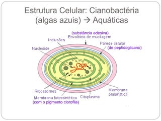 Estrutura Celular: Cianobactéria
(algas azuis)  Aquáticas
(com o pigmento clorofila)
(substância adesiva)
(de peptidoglicano)
 