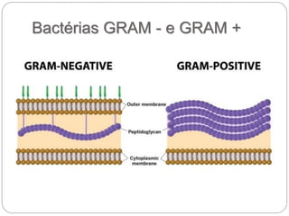 Bactérias GRAM - e GRAM +
 