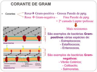 São exemplos de bactérias Gram-
positivas várias espécies de:
- Estreptococos;
- Estafilococos;
- Enterococos.
São exemplos de bactérias Gram-
negativas:
- Vibrão Colérico;
- Colibacilo;
- Salmonelas.
• Corantes Roxa Gram-positiva – Grossa Parede de pptg.
Rosa  Gram-negativa – Fina Parede de pptg
+ 2ª camada Lipptn+polissac
Mais resistentes
CORANTE DE GRAM
 