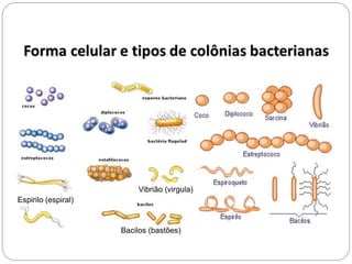 Bacilos (bastões)
Vibrião (virgula)
Espirilo (espiral)
 