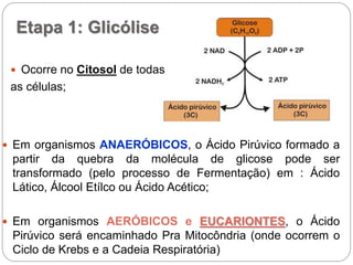 Etapa 1: Glicólise
 Ocorre no Citosol de todas
as células;
 Em organismos ANAERÓBICOS, o Ácido Pirúvico formado a
partir da quebra da molécula de glicose pode ser
transformado (pelo processo de Fermentação) em : Ácido
Lático, Álcool Etílco ou Ácido Acético;
 Em organismos AERÓBICOS e EUCARIONTES, o Ácido
Pirúvico será encaminhado Pra Mitocôndria (onde ocorrem o
Ciclo de Krebs e a Cadeia Respiratória)
 