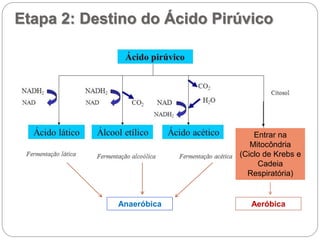 Entrar na
Mitocôndria
(Ciclo de Krebs e
Cadeia
Respiratória)
AeróbicaAnaeróbica
Etapa 2: Destino do Ácido Pirúvico
 