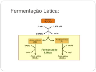 Fermentação Lática:
 