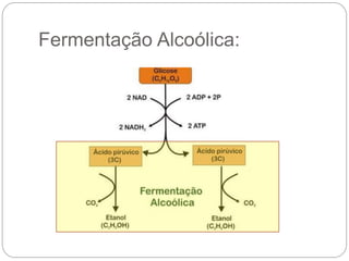 Fermentação Alcoólica:
 
