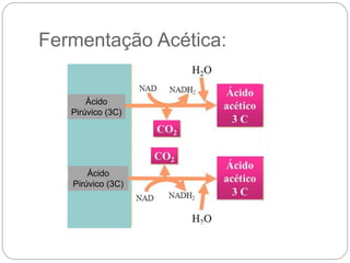 Fermentação Acética:
Ácido
Pirúvico (3C)
Ácido
Pirúvico (3C)
 