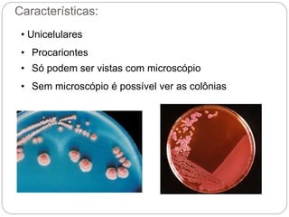 • Unicelulares
• Procariontes
• Só podem ser vistas com microscópio
• Sem microscópio é possível ver as colônias
Características:
 