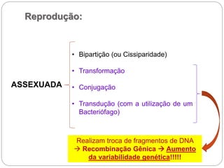 Reprodução:
ASSEXUADA
• Bipartição (ou Cissiparidade)
• Transformação
• Conjugação
• Transdução (com a utilização de um
Bacteriófago)
Realizam troca de fragmentos de DNA
 Recombinação Gênica  Aumento
da variabilidade genética!!!!!
 
